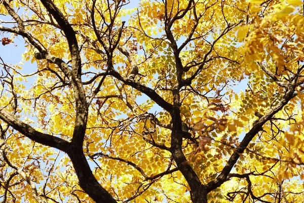 Coperte Foglie Gialle Contro Cielo Specifiche Autunnali Coperte Alberi Con — Foto Stock