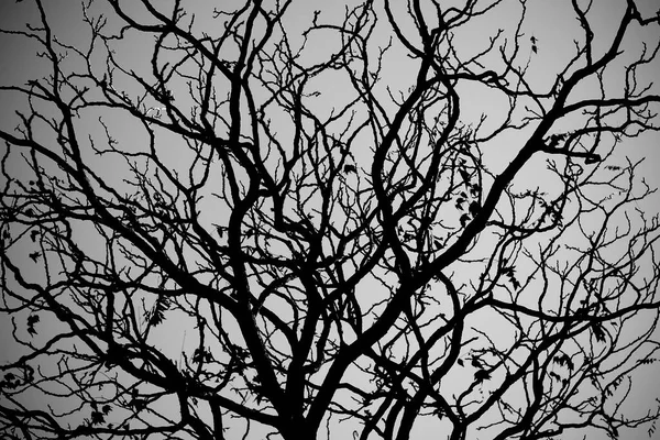 Arbre Sans Feuilles Noir Blanc — Photo