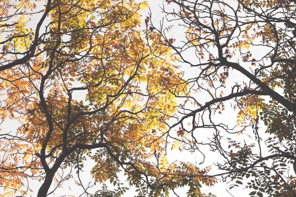 Blanches Árvores Com Folhas Amarelas Contra Céu Específicos Outono Blanches — Fotografia de Stock