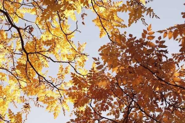 Baumblanches Mit Gelben Blättern Gegen Den Himmel Herbstliche Besonderheiten Baumblanches — Stockfoto