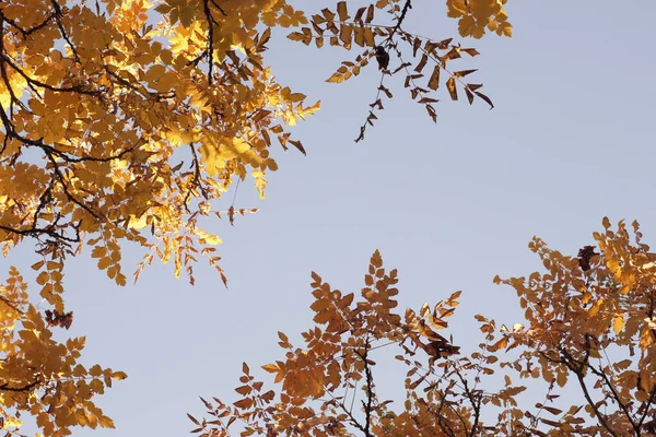 Coperte Foglie Gialle Contro Cielo Specifiche Autunnali Coperte Alberi Con — Foto Stock