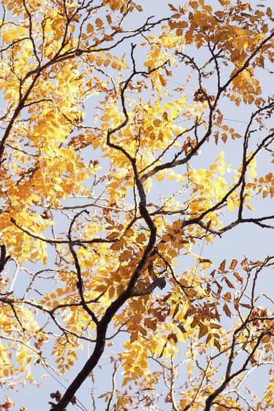 Coperte Foglie Gialle Contro Cielo Specifiche Autunnali Coperte Alberi Con — Foto Stock