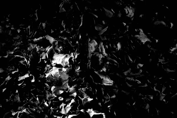 Image Noir Blanc Cendres Papier Brûlées Fond Noir Blanc Abstrait — Photo