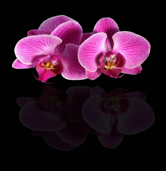 Orquídeas Cor Rosa Refletindo Preto — Fotografia de Stock