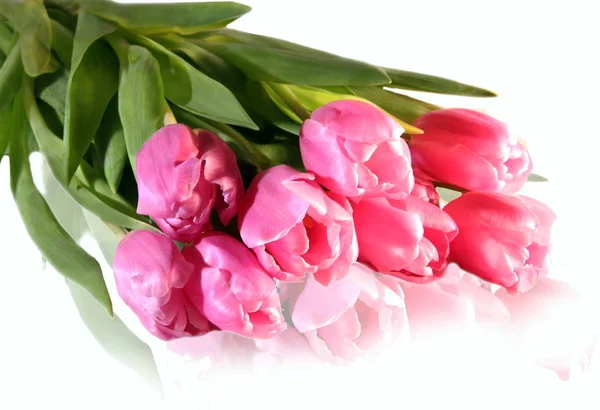 Bouqet Pink Tulips Reflecting White Background — Stock Photo, Image