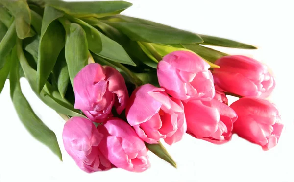 Bouqet Tulipani Rosa Isolati Bianco — Foto Stock