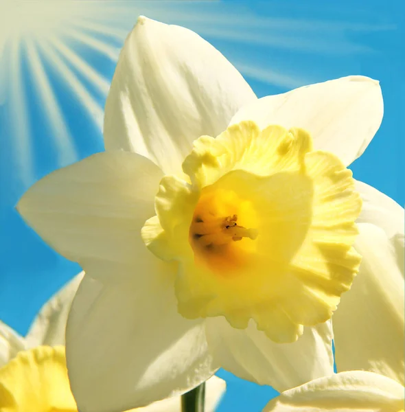 Daffodils Ένα Ενάντια Ένα Καταγάλανο Ουρανό Ακτίνες Του Ήλιου — Φωτογραφία Αρχείου