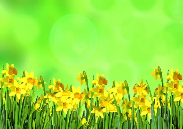 Ein Schönes Konzept Von Gelben Narzissen Auf Grünem Abstrakten Hintergrund Stockbild