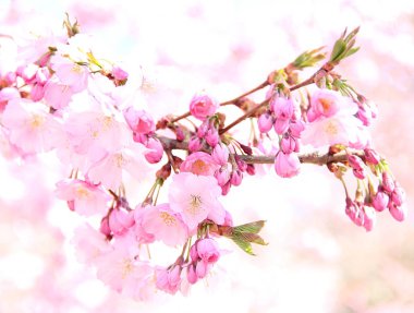 Beyaz karşı pembe kiraz çiçekleri güzel dalı