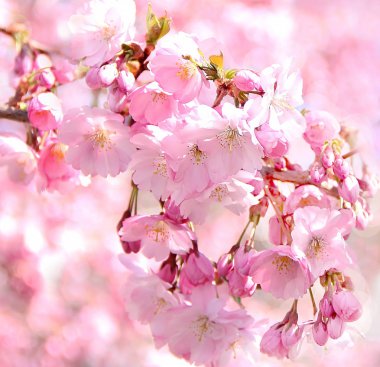 Yumuşak bir tasarımpembe kiraz çiçekleri