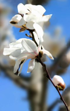 Çiçek açan beyaz manolya ve mavi gökyüzünün bir dalı