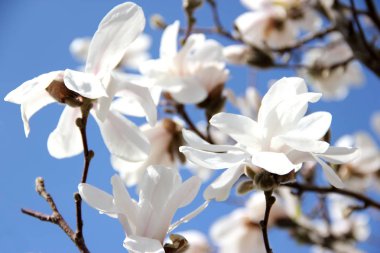 Mavi gökyüzüne karşı beyaz manolya çiçekleri