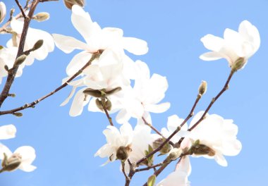 Mavi gökyüzüne karşı beyaz manolya çiçekleri