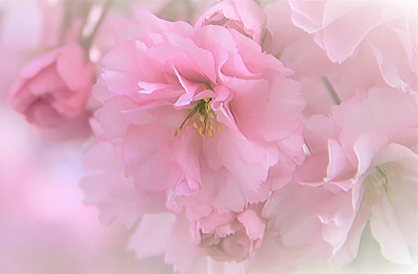 Mooie Zachte Foto Van Roze Kersenbloesem Stockfoto