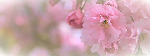 Gyönyörű Lágy Rózsaszín Cseresznye Virágok Jogdíjmentes Stock Képek