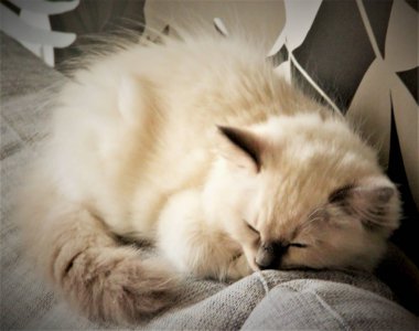 Bir ragdoll kedi yavrusu uyku