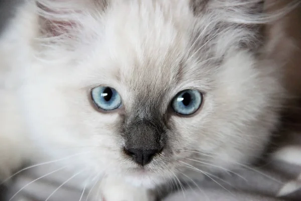 Mavi Gözlü Ragdoll Kedi Yavrusu — Stok fotoğraf