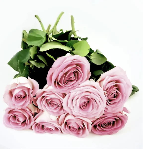 Ramo Rosas Rosadas Contra Blanco —  Fotos de Stock