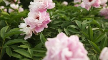 Seçici odak pembe peonies çiçeği Botanik Bahçe çiçek bahçesinde üzerinde.