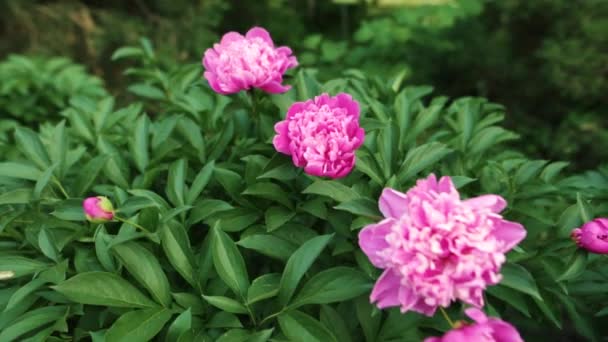 Roze pioenrozen bloesem op de bloementuin van de botanische tuin. — Stockvideo