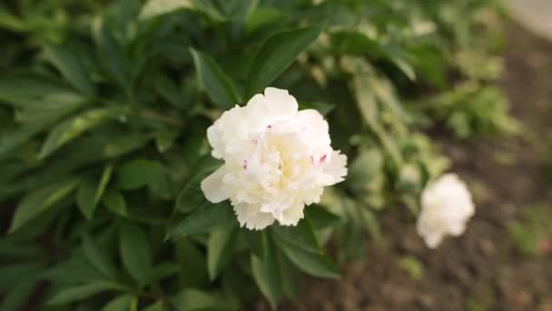 Beautiful white peony petals. Closeup shot. — Stock Video