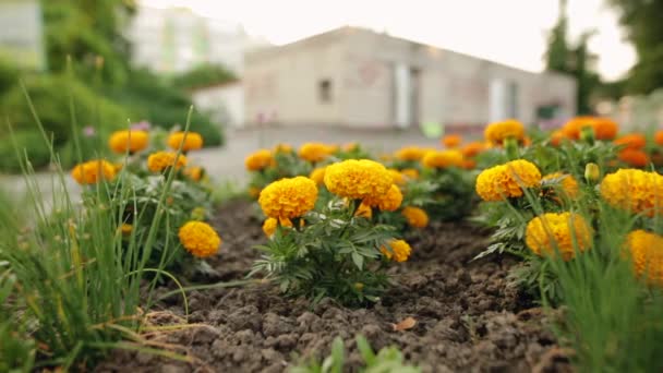 Beautiful blackbringer blooming flowers in springtime. — Stock Footage Beautiful blackbringer blooming flowers in springtime. Stock Footage