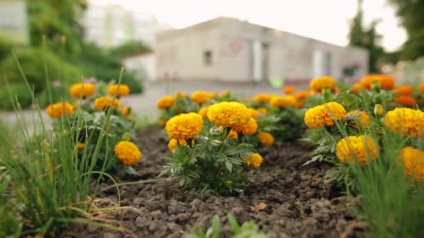 Bellissimi fiori neri fioriti in primavera . — Video Stock