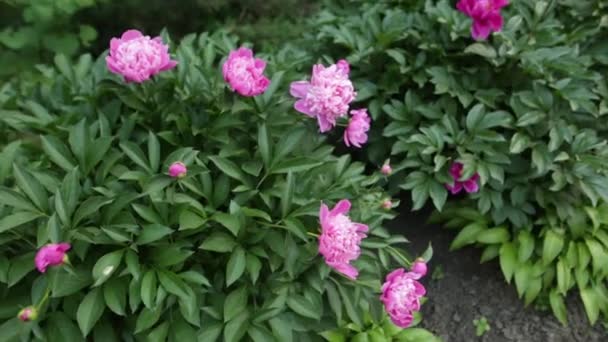 На цветнике ботанического сада кусаются розовые пионы . — стоковое видео
