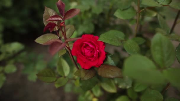 Schöne sanfte Retrose im Garten. Abendzeit. — Stockvideo