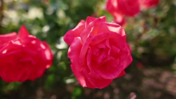Hermosas rosas rojas en el jardín. Día soleado . — Vídeo de stock