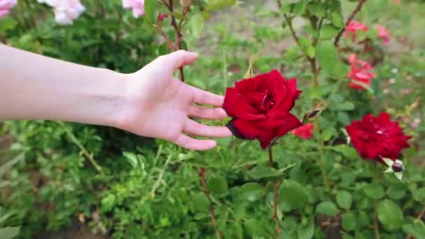 Girl hand touches a red rose, swaying in the wind. — Stock Video