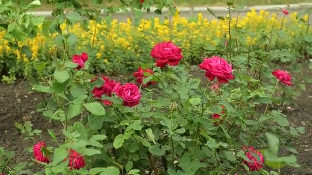 Many beautiful ed roses in the wind in the botanical garden. — Stock Video