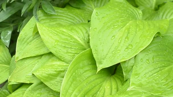 Piękne zielone liście z hosta z krople deszczu. — Wideo stockowe