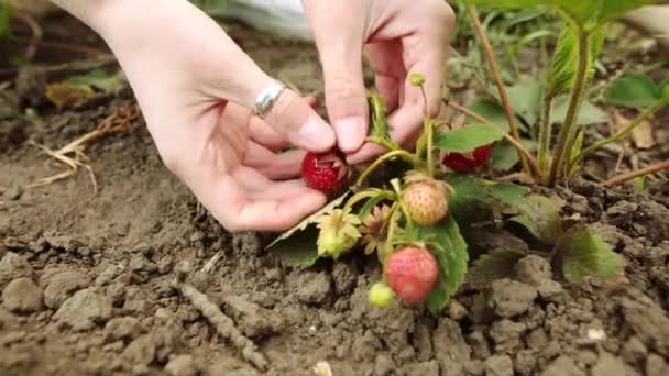 Farmer picking strawberry at strawberry farm, front view. — Stock Video