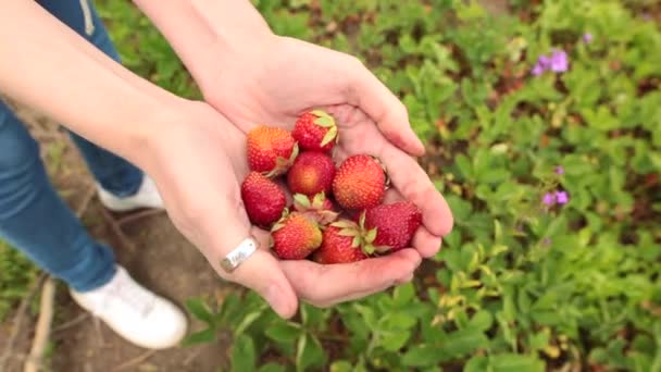 Verse biologische aardbeien in menselijke handen — Stockvideo