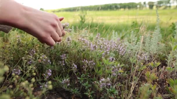 Frau pflückt frischen grünen Thymian mit violetten Blüten, die auf der Wiese wachsen. — Stockvideo