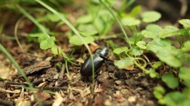 Büyük siyah stag beetle orman çim ürkütüyor. Portre.