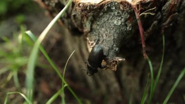 Ormandaki bir ağaç ile büyük siyah stag beetle tarar.