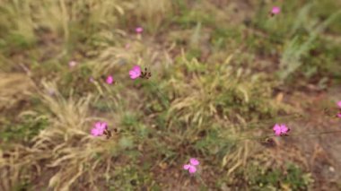 Çayırda kır çiçeği Centaurium erythraea. Seçici odak.