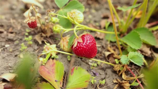 Organic strawberry fruits on the branch. Closeup shot. — Stock Video