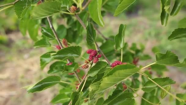 Fechar com amoreira no jardim, Mulberry pendurado no galho da árvore . — Vídeo de Stock