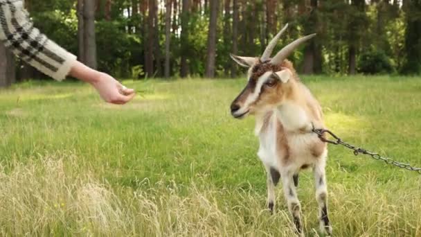 Mujer caucásica alimentando a la cabra con hierba en el prado. Primer plano de tiro . — Vídeos de Stock
