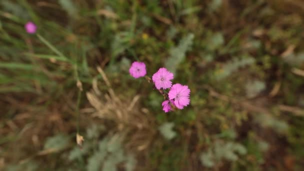 Цветок дикого цветка Centaurium erythraea. Селективный фокус . — стоковое видео