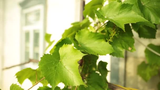 Grape vine leaves in soft evening sunlight. Closeup shot. — Stock Video