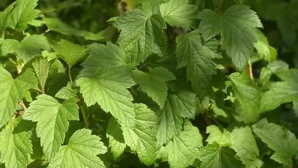 Green leaves of black currant. Closeup. Panoramic shooting. — Stock Video