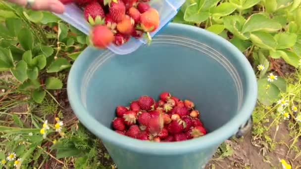 Kvinnliga jordbrukare häller rippel jordgubbar i en hink. — Stockvideo