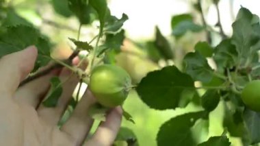 Bir meyve bahçesinde olgunlaşmamış elma tutan genç bir çiftçi kontrolden.