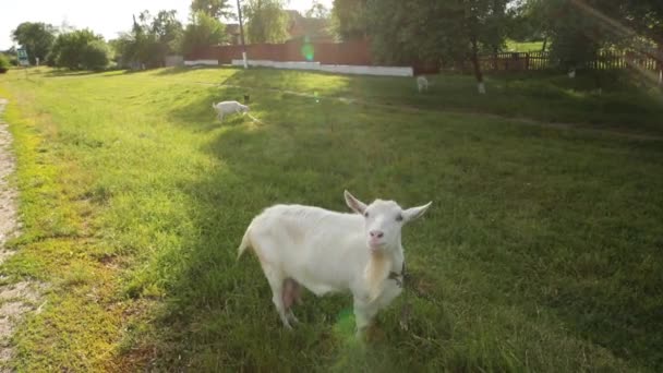 Eine niedliche weiße Ziege grast auf dem Land, blickt in die Kamera. — Stockvideo