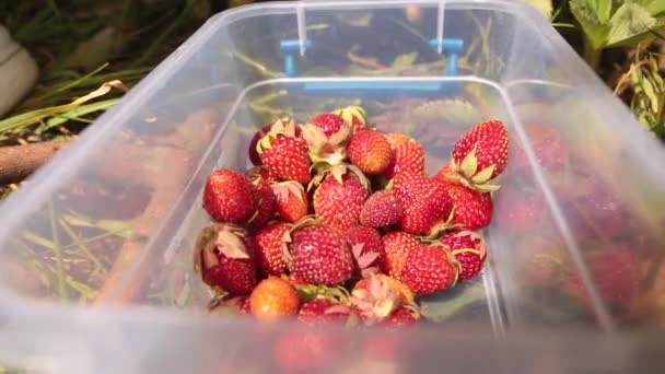 Bäuerin schüttet Erdbeeren in Plastikschüssel. niedriger Winkel. — Stockvideo