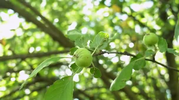 Detail ze zelených jablek na větvi stromu stabilnější ve větru. — Stock video